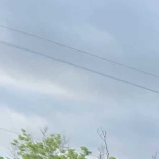 Japanese Maple Specimen Install gallery image 3