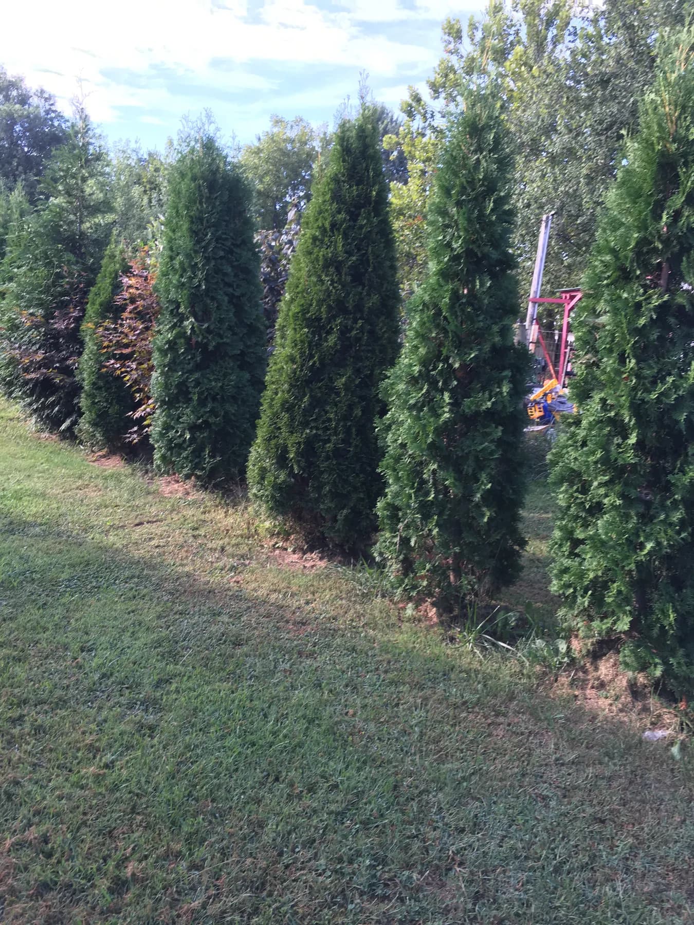 Privacy Tree Row Install gallery image 2