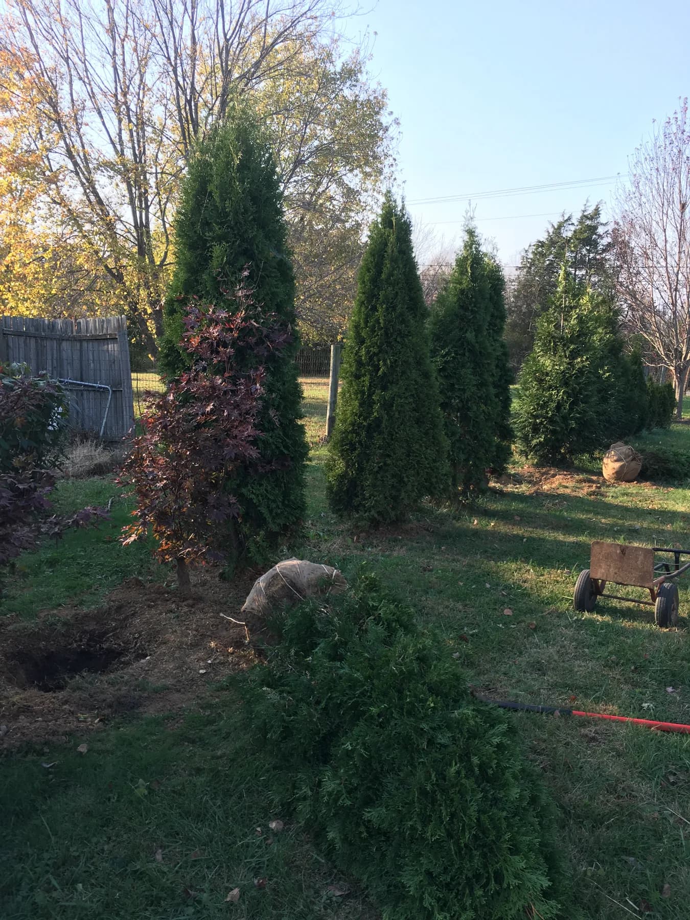 Privacy Tree Row Install gallery image 3