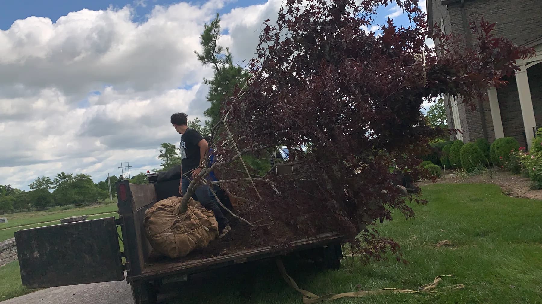 Japanese Maple Specimen Install