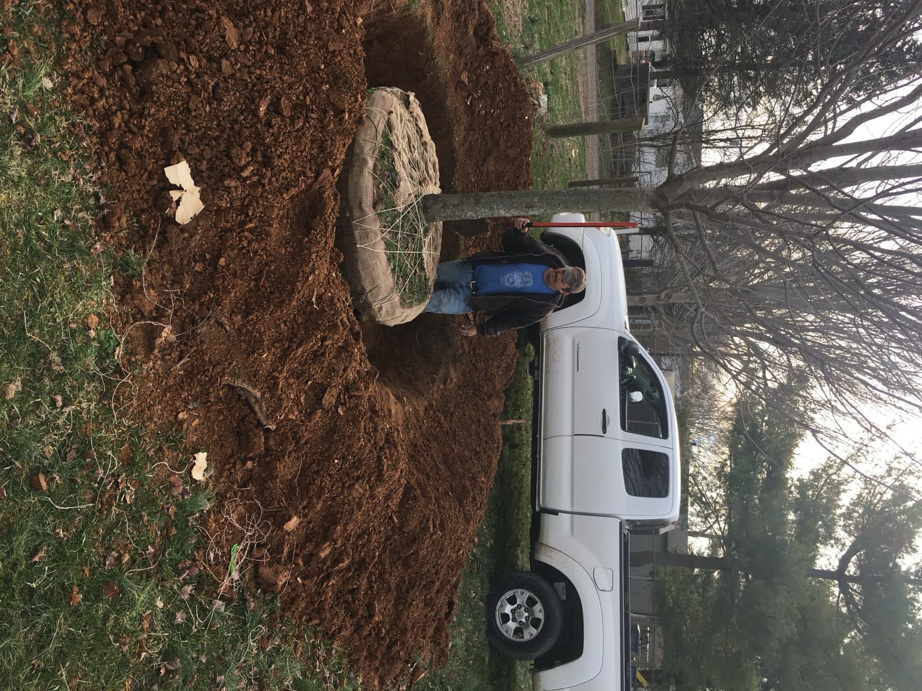 Large Tree Install & Mulch Ring gallery image 3