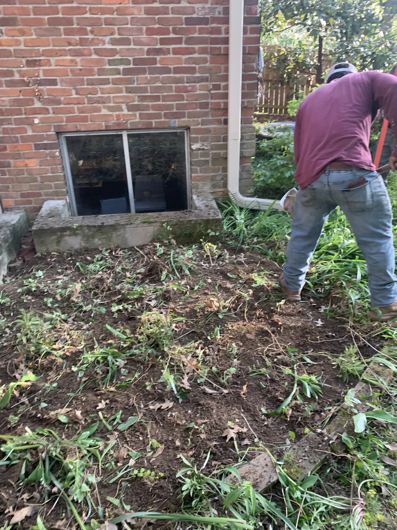 Landscape bed cleanup in progress with debris removal before edging and mulch