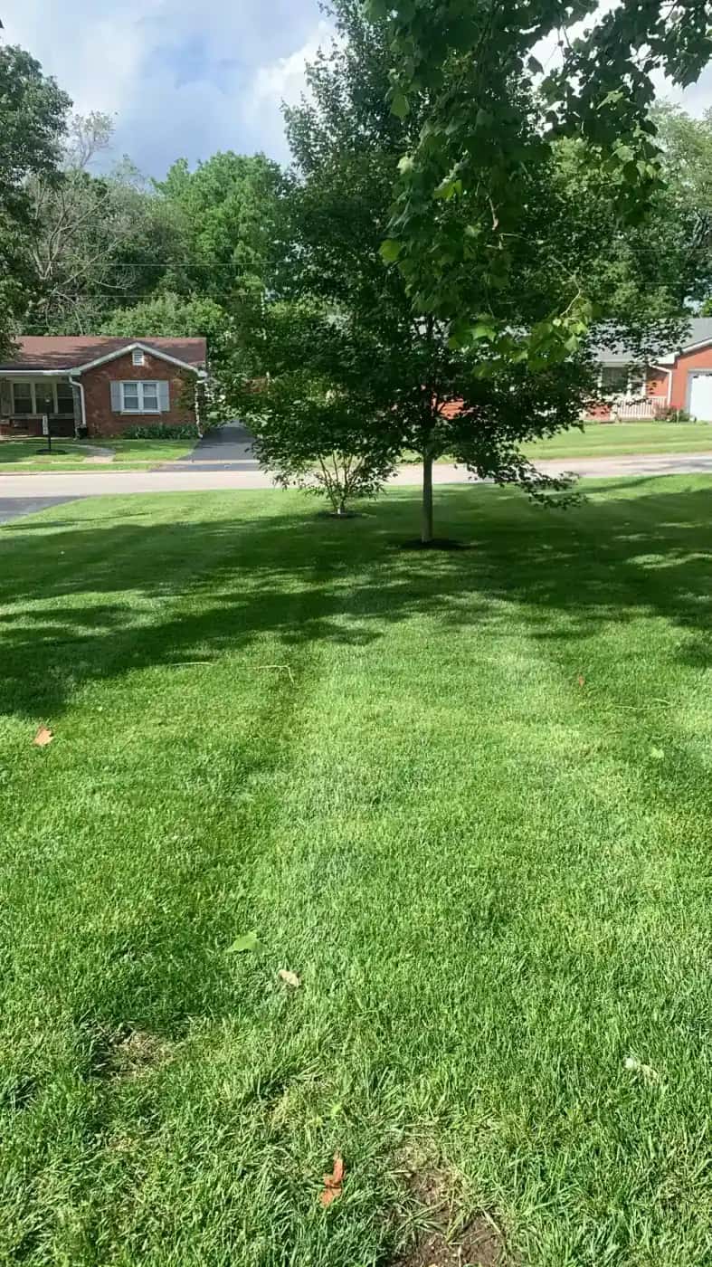 Freshly mowed shaded residential lawn with visible mowing lines in Lexington