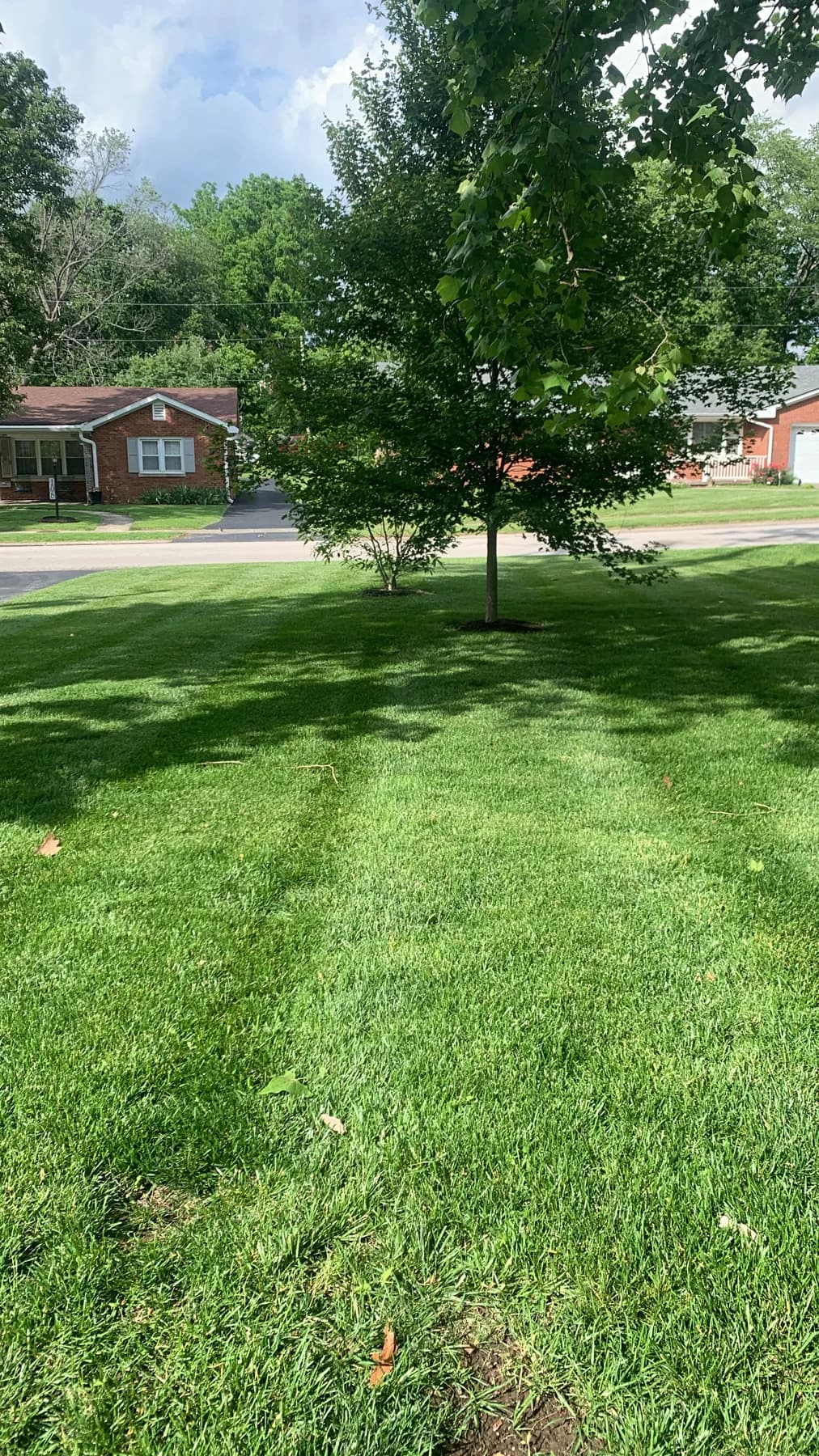 Shaded residential yard with maintained healthy turf in Lexington, KY