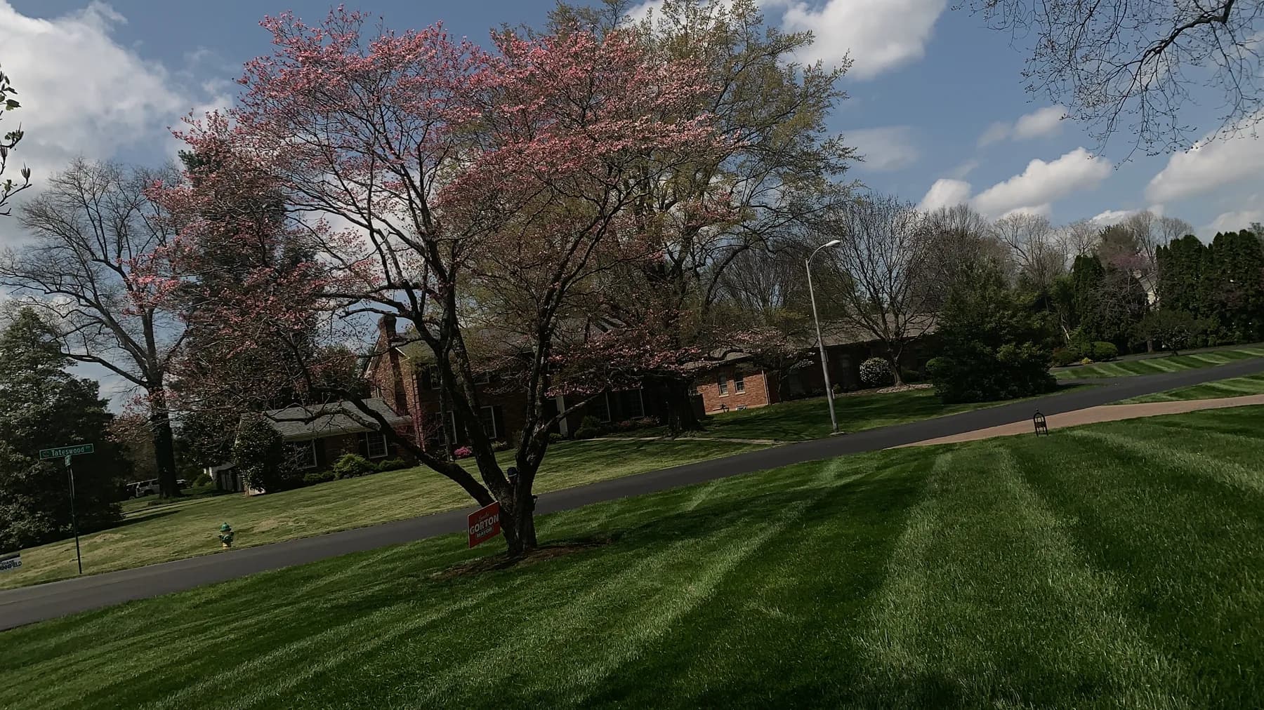 Residential lawn mowed in spring with visible stripes in Lexington, KY