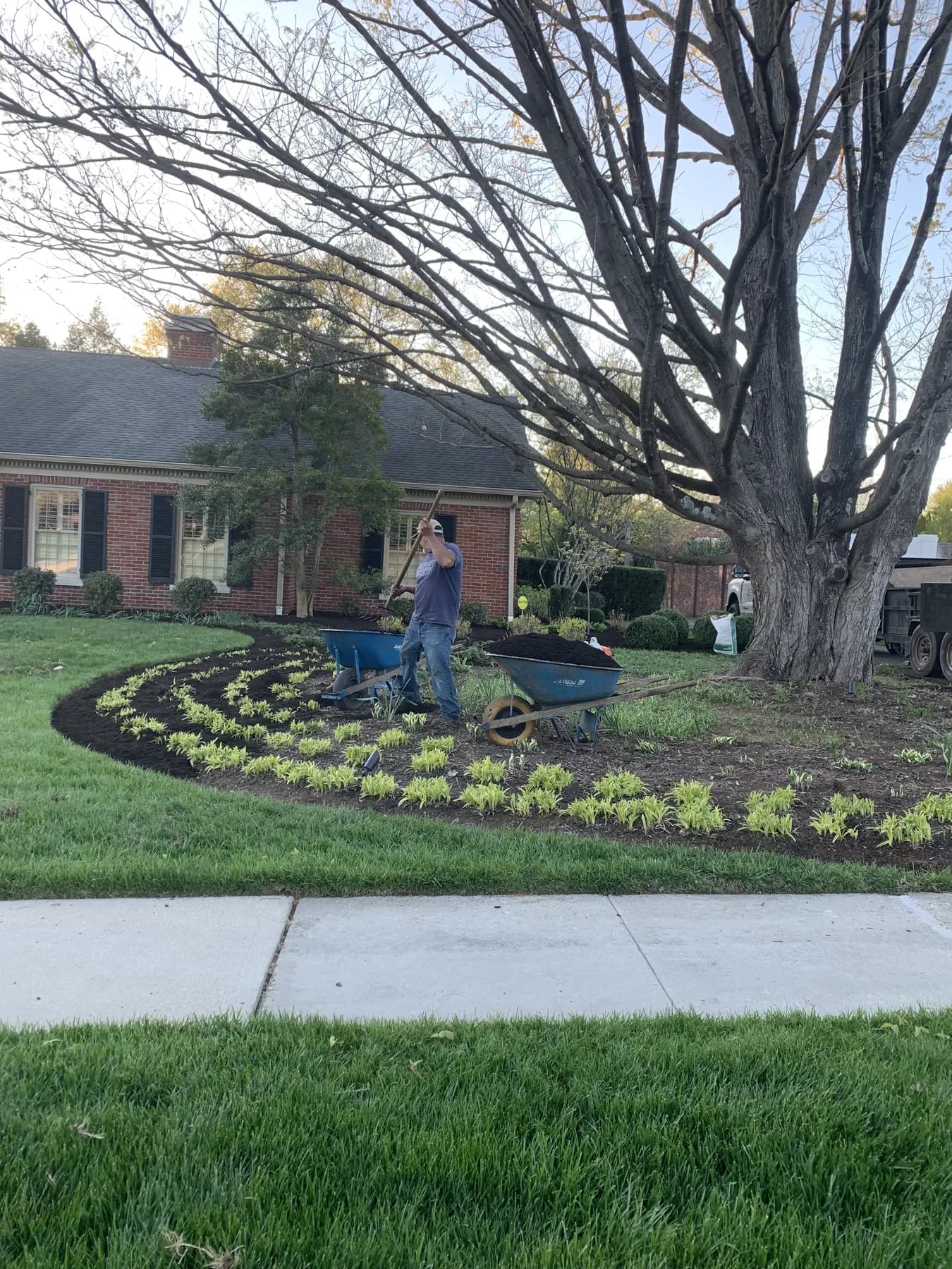 Mulch installation along front walkway and foundation shrubs in Lexington, KY