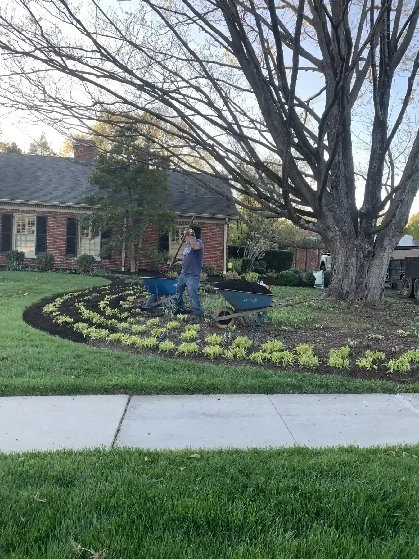 Mulch installed along front walkway with foundation shrubs