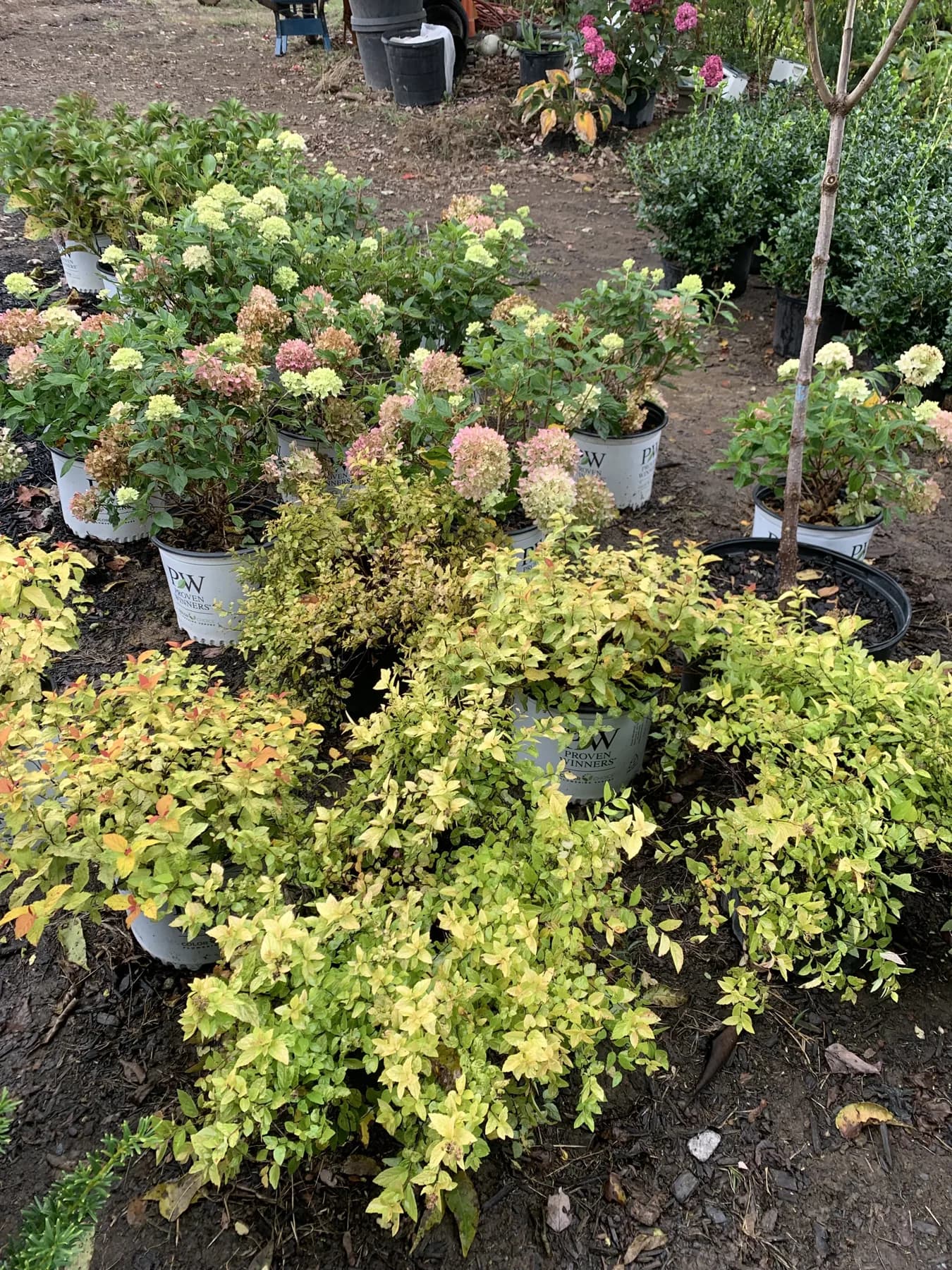 Nursery shrubs and hydrangeas during landscape planting installation in Lexington, KY
