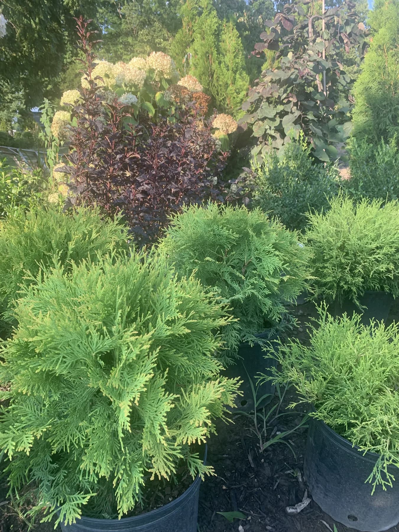 Potted evergreen shrubs and hydrangeas ready for landscape installation in Lexington, KY