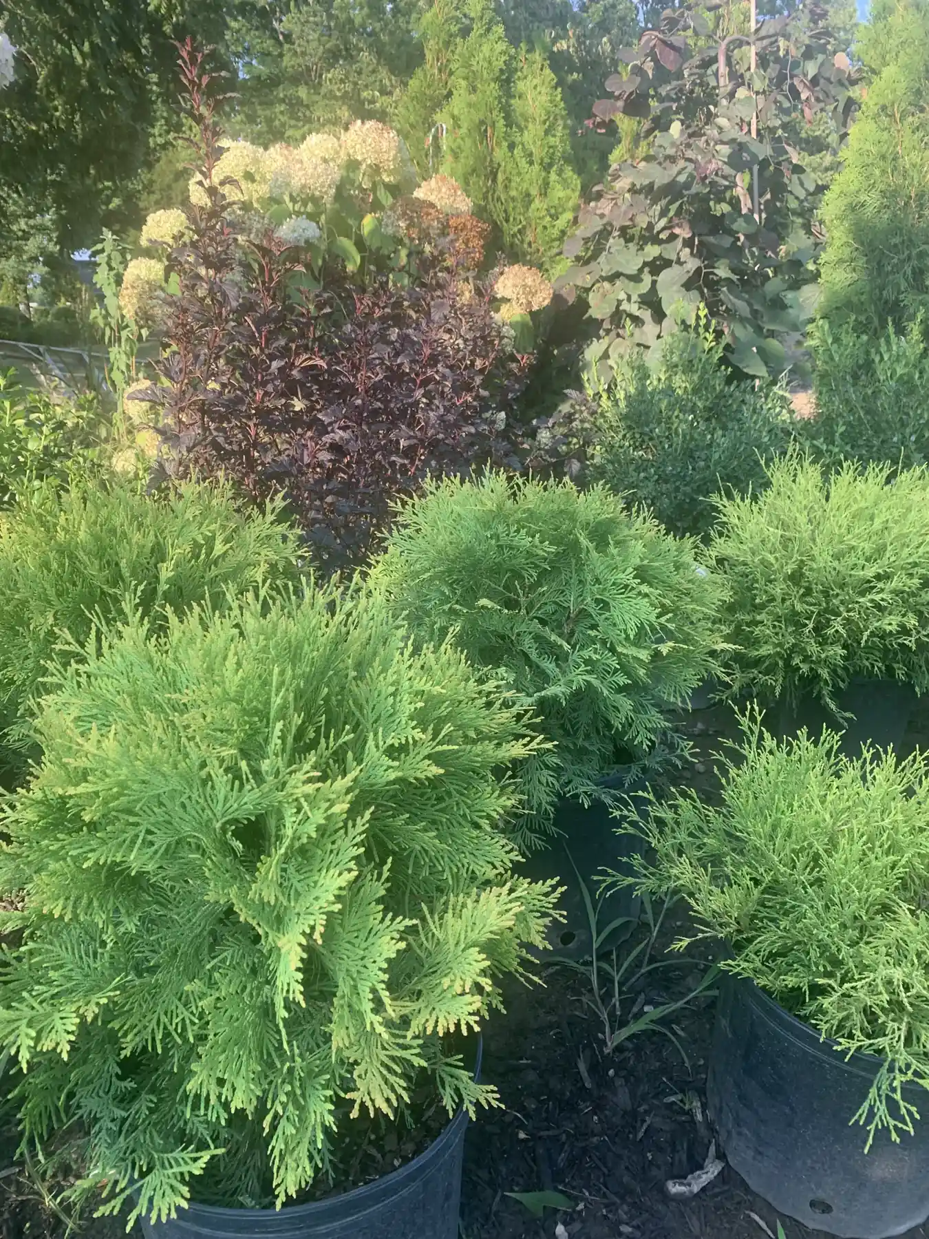 Potted evergreen shrubs and hydrangeas ready for landscape installation in Lexington, KY