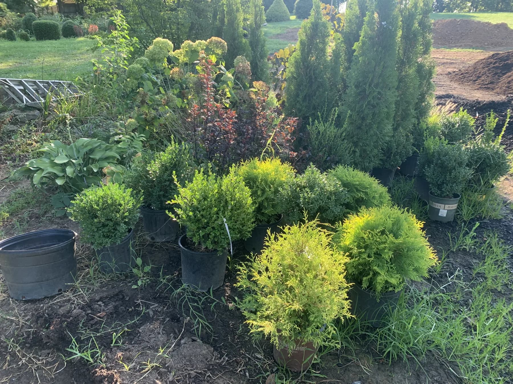 Potted shrubs and evergreens for landscape plant selection in Lexington, KY