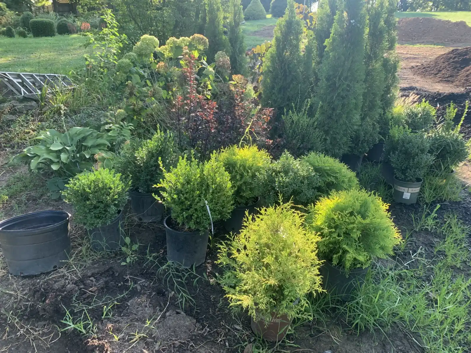 Potted shrubs and evergreens for landscape plant selection in Lexington, KY
