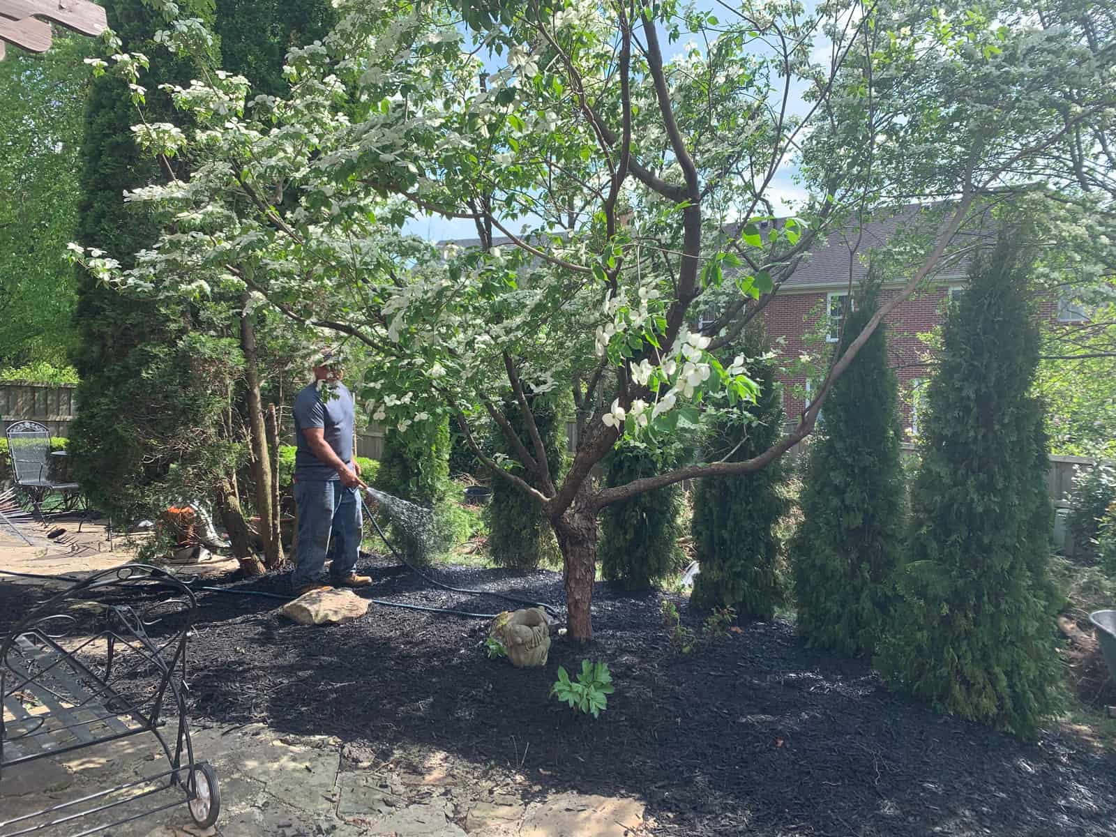 Privacy Tree Row Install gallery image 4