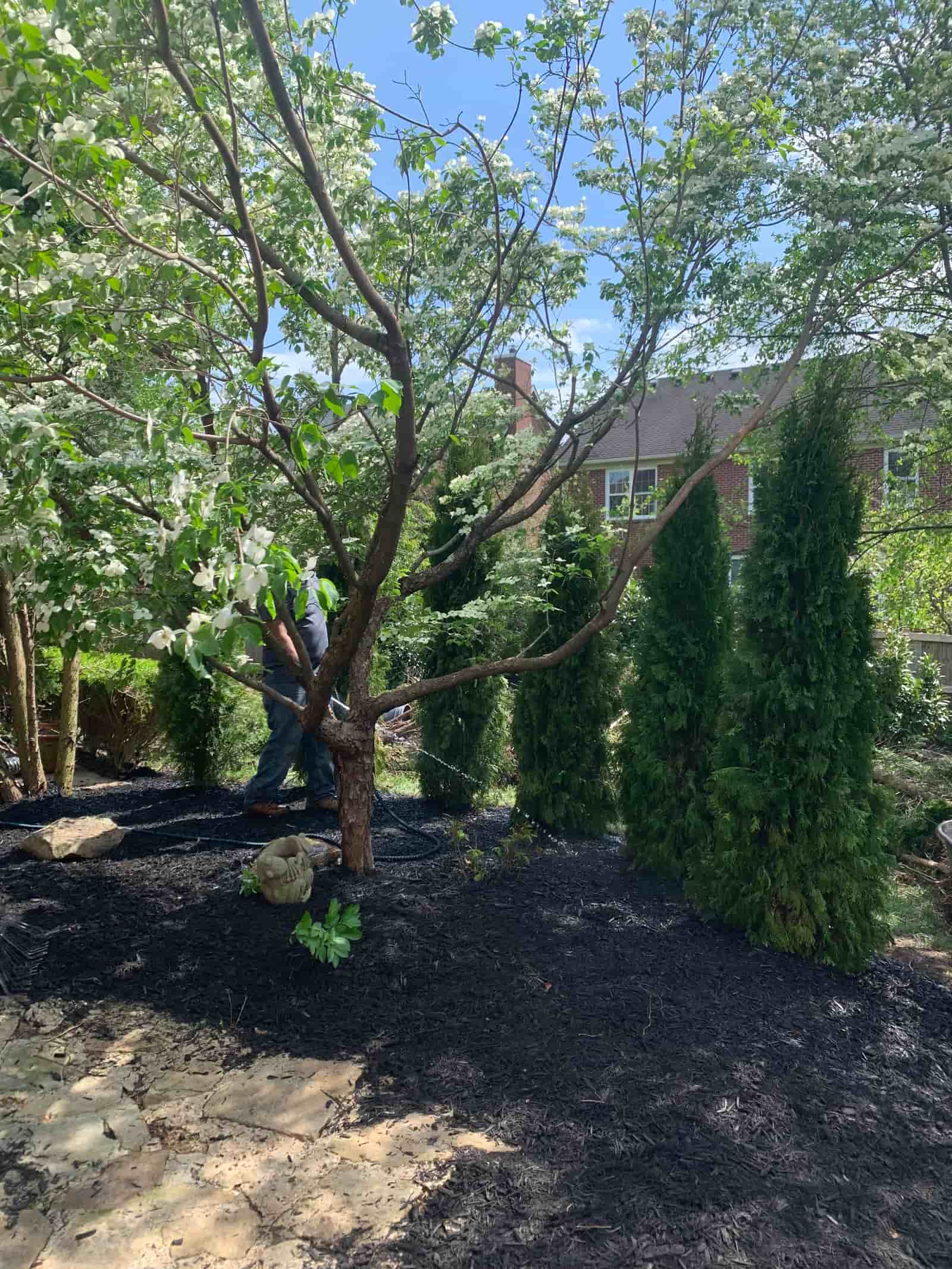Privacy Tree Row Install gallery image 6