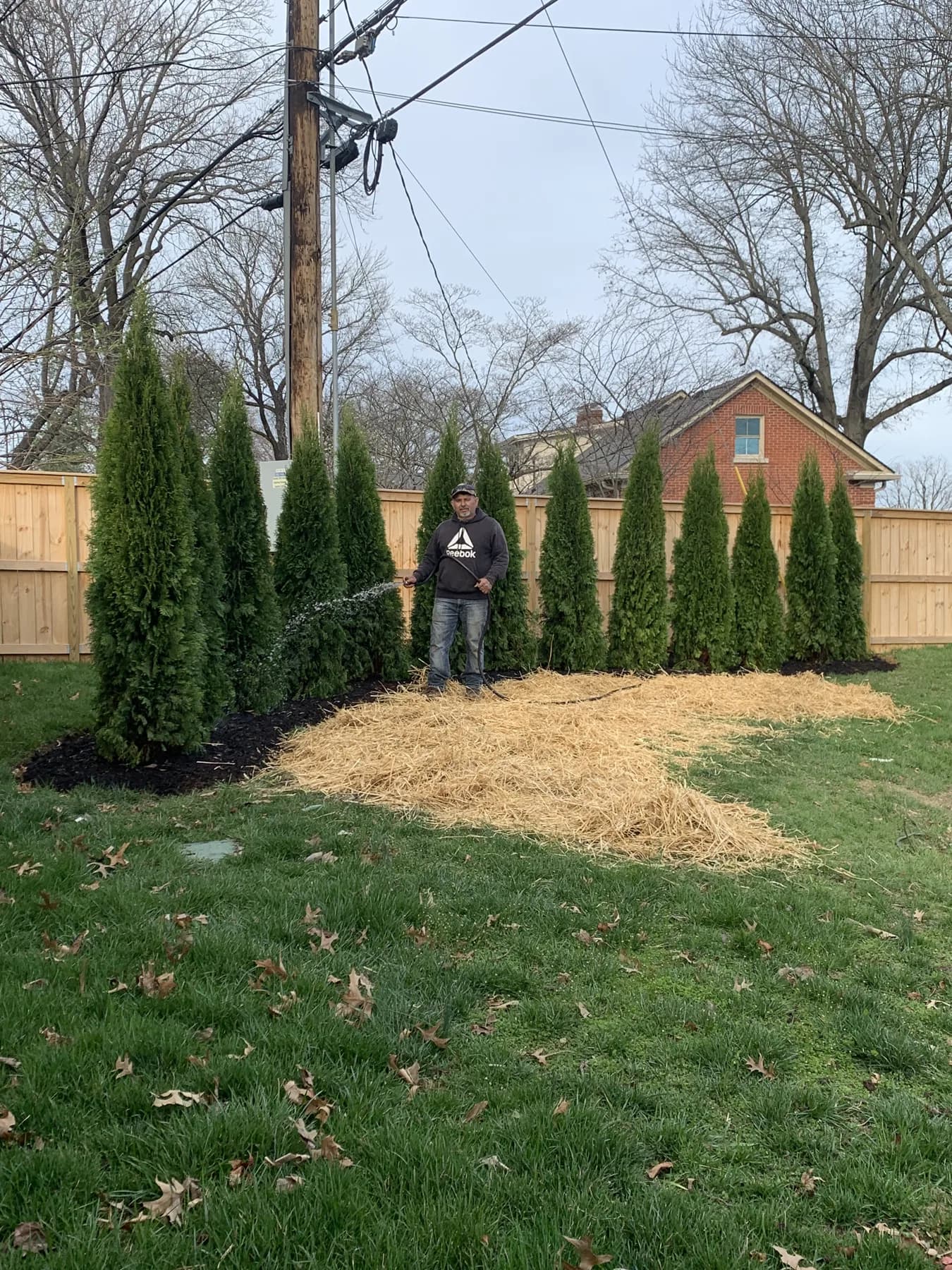 Arborvitae privacy trees being installed along a residential property in Lexington, KY