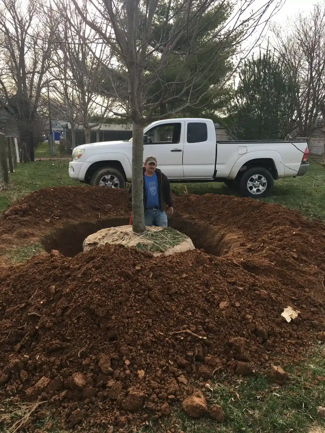 Excavated planting hole for a large tree installation in Lexington, KY