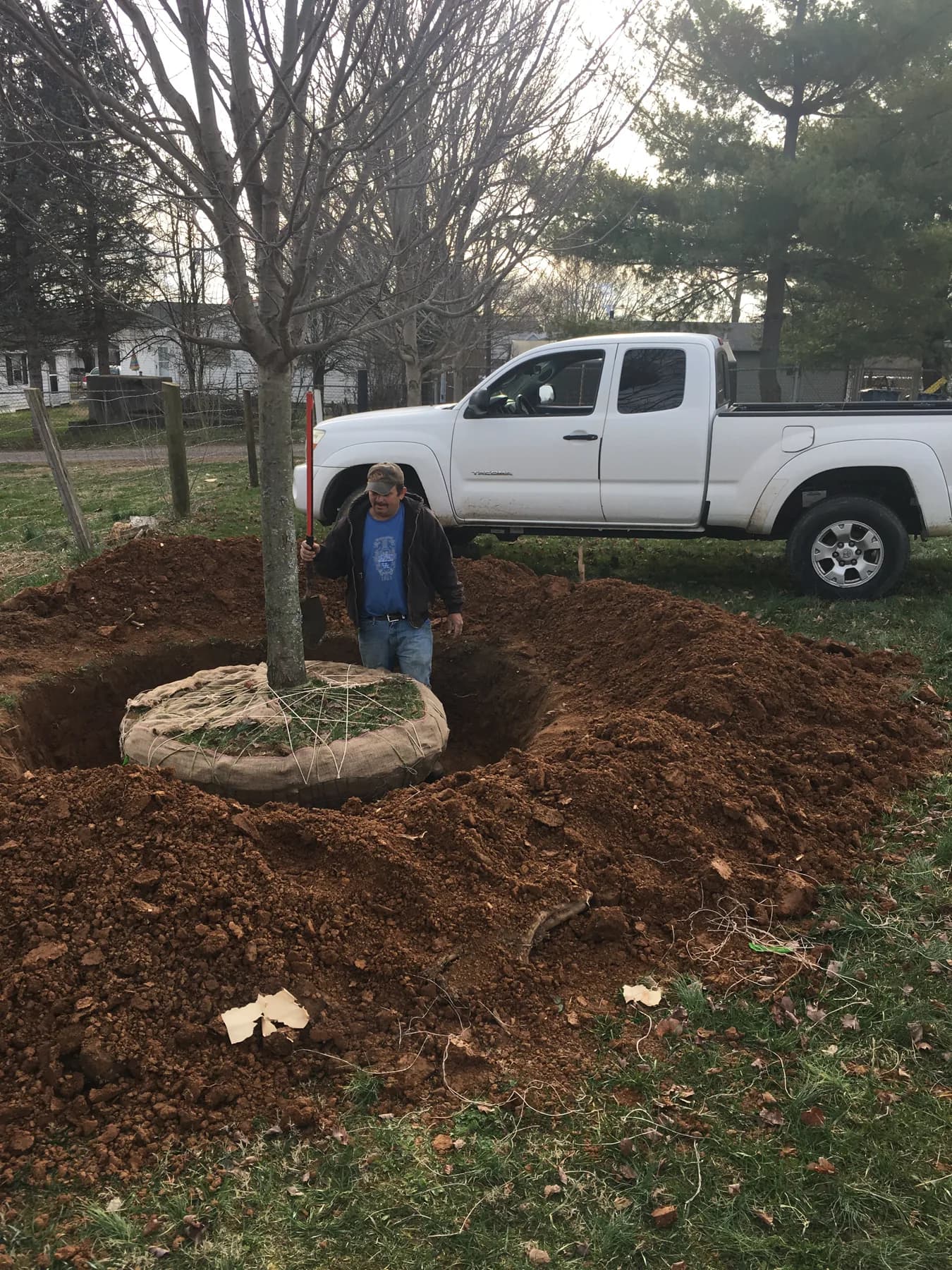 Balled and burlapped tree root ball staged for installation in Lexington, KY