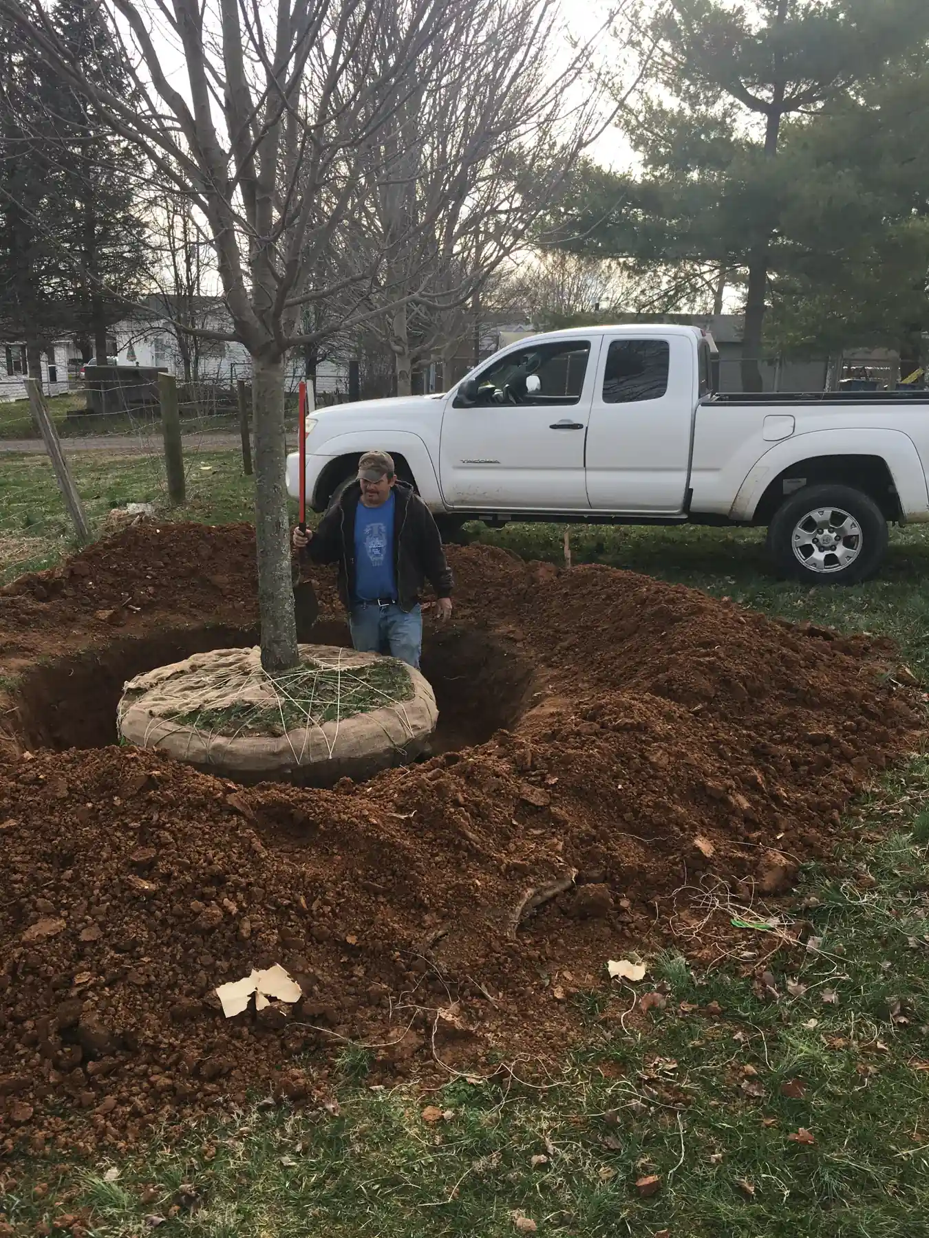 Balled and burlapped tree root ball staged for installation in Lexington, KY