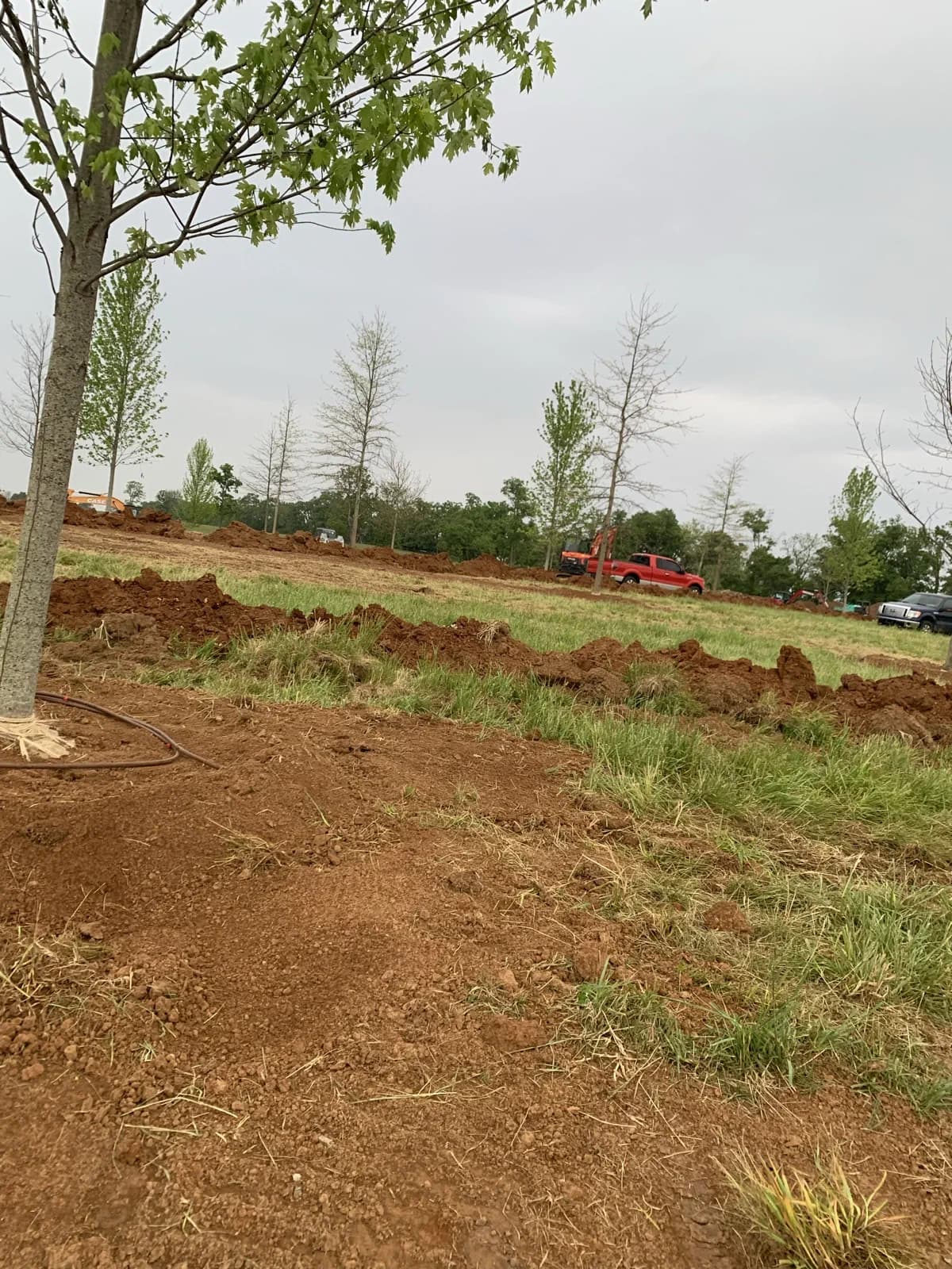 Paris Farm 113-Tree Install gallery image 3