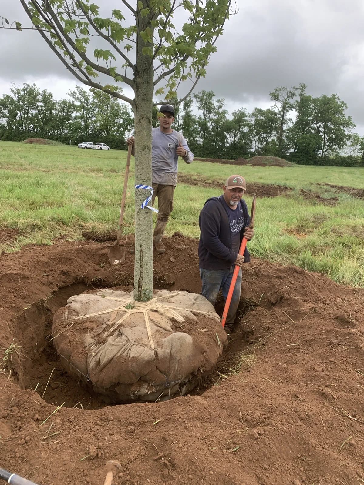 Paris Farm 113-Tree Install