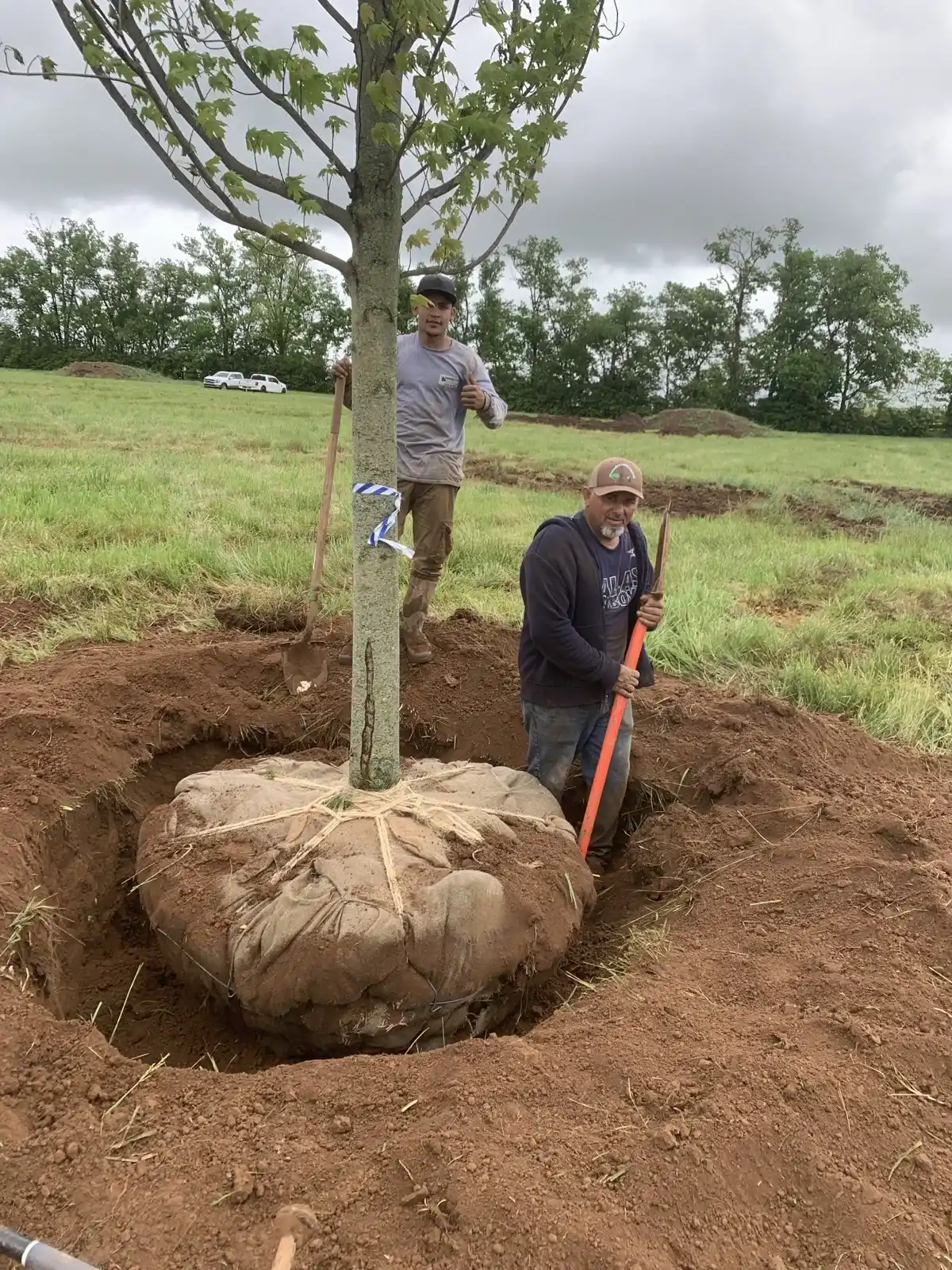 Georgetown Road 113-Tree Farm Install