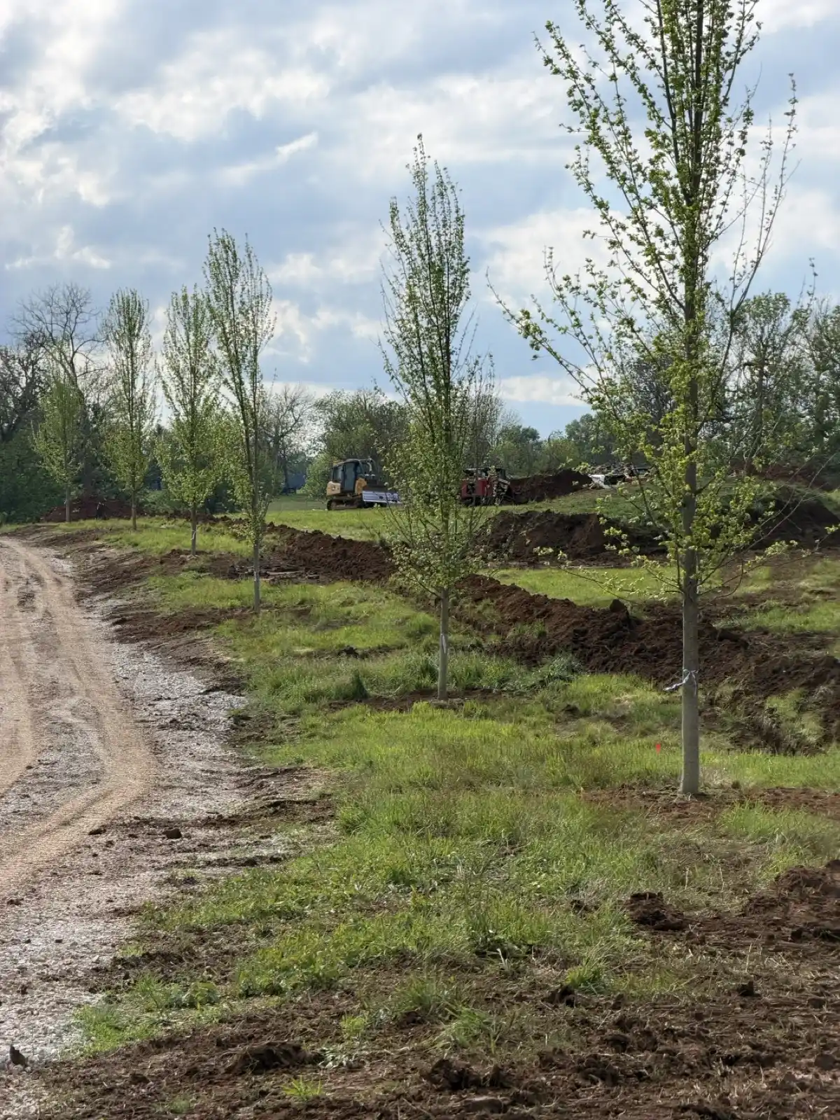 Georgetown Road 113-Tree Farm Install gallery image 2