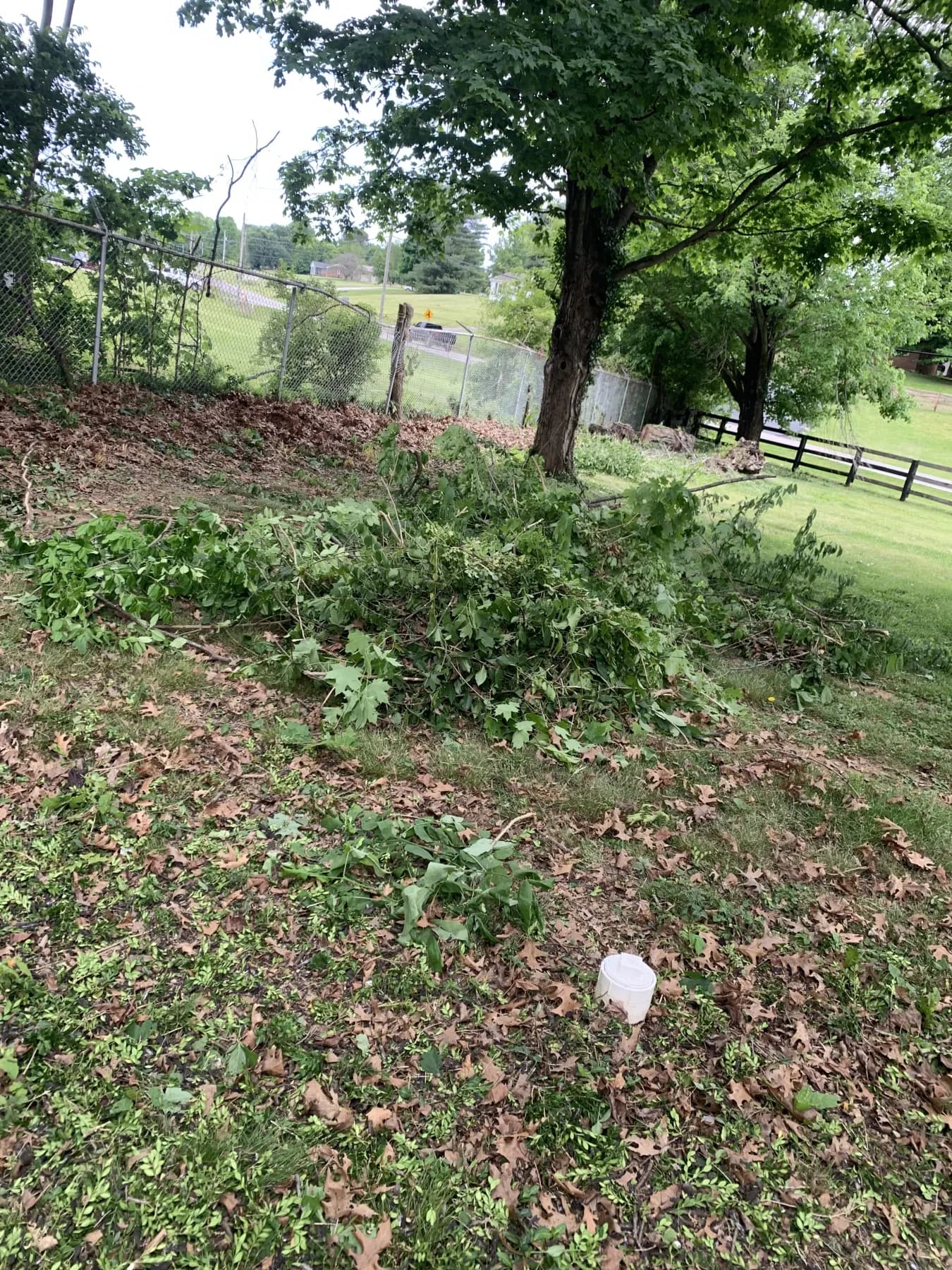 Cynthiana Heavy Debris & Leaf Cleanup gallery image 7