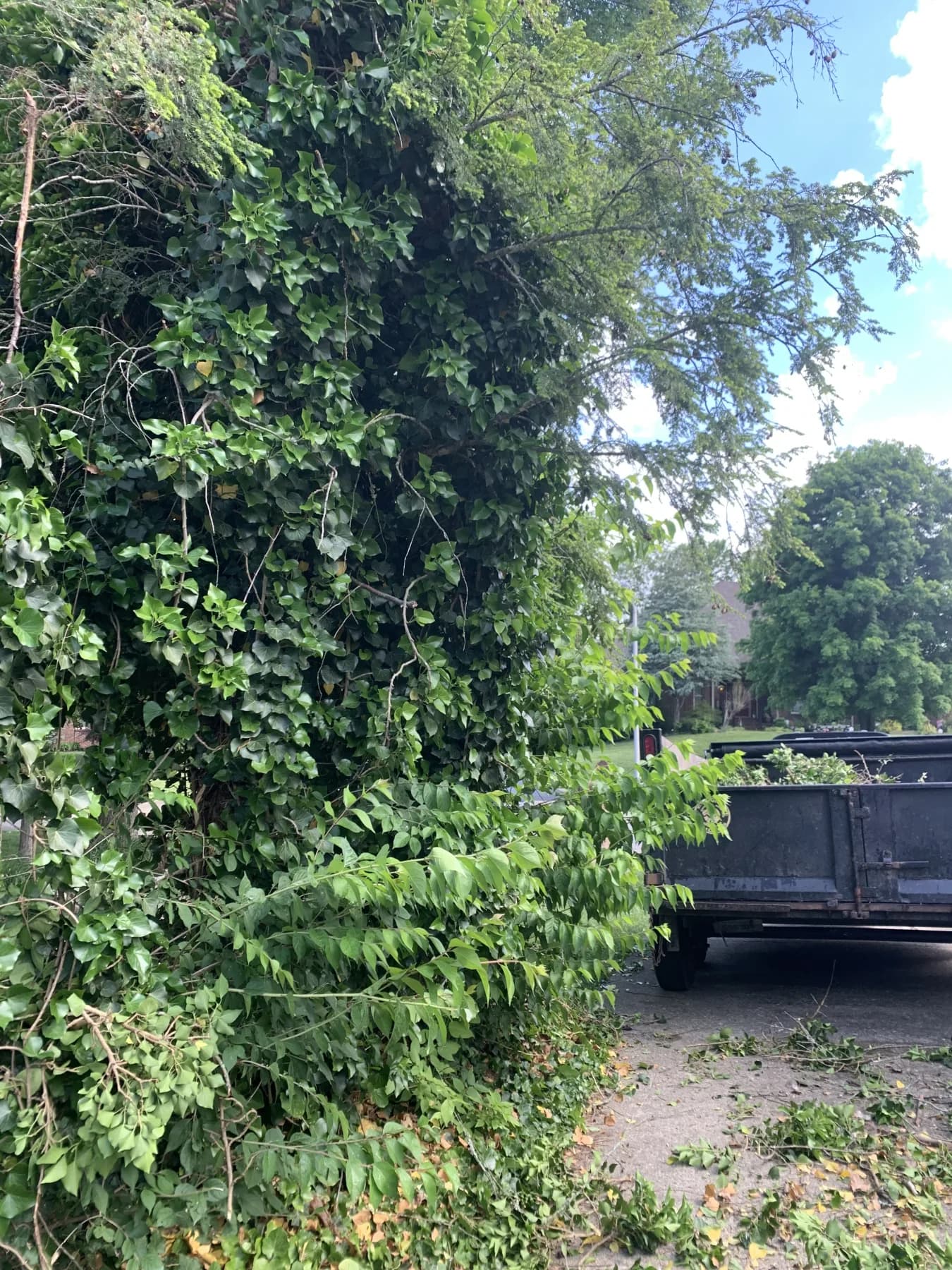 Cynthiana Heavy Debris & Leaf Cleanup