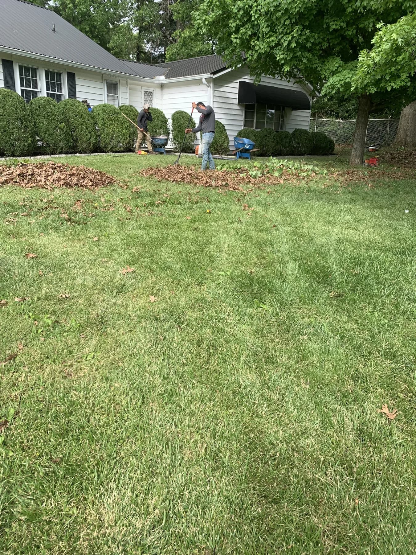 Cynthiana Heavy Debris & Leaf Cleanup gallery image 13