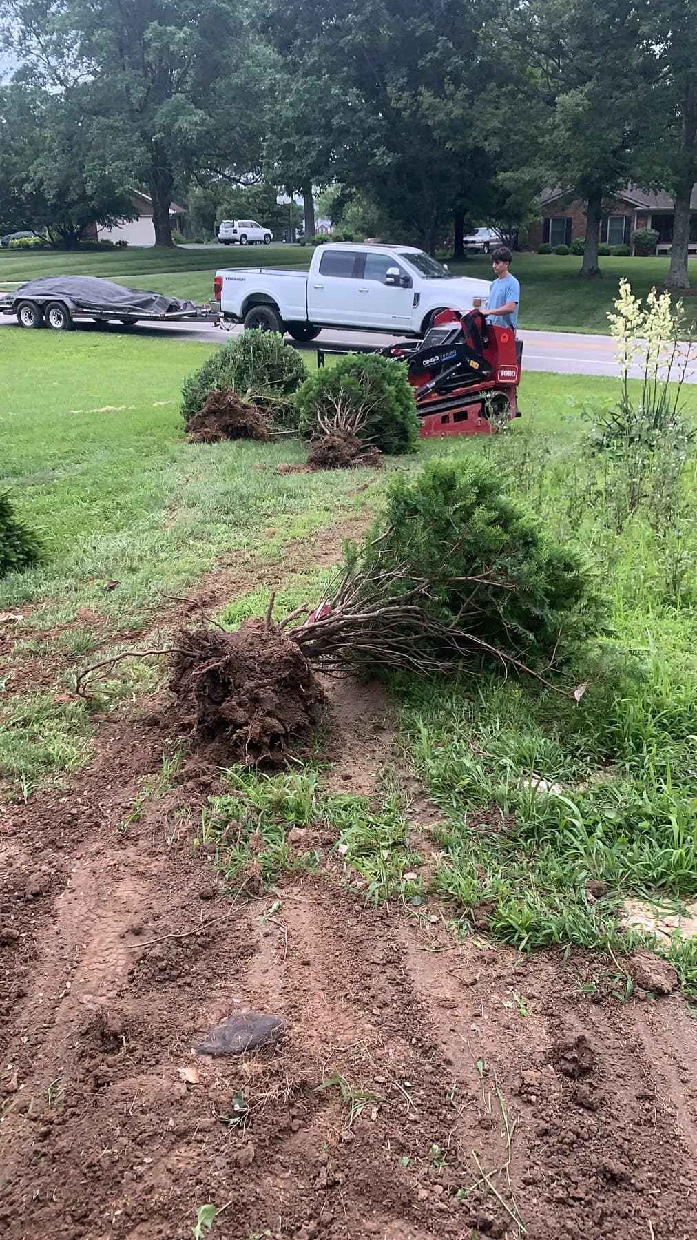 Mini loader removing old shrubs and clearing beds before renovation begins