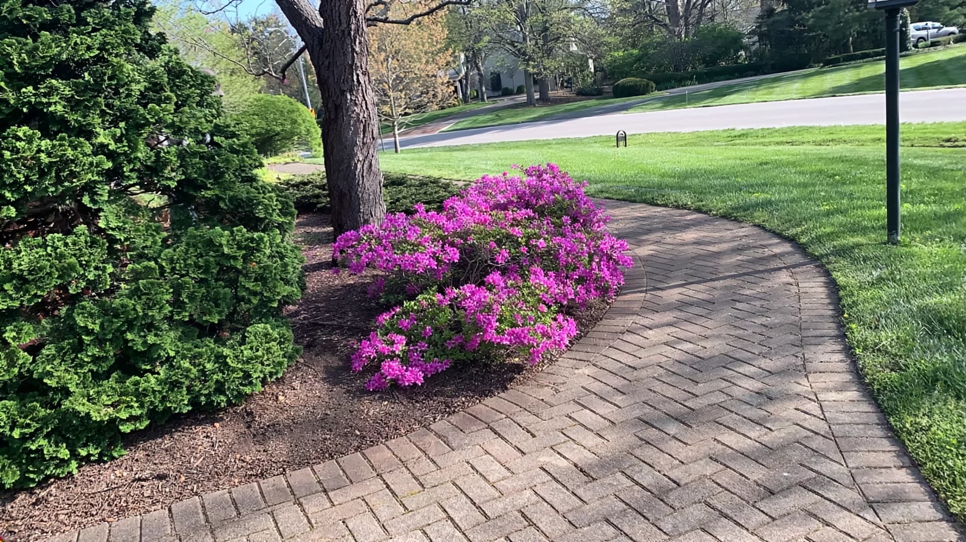 Azalea Bed Spring Cleanup
