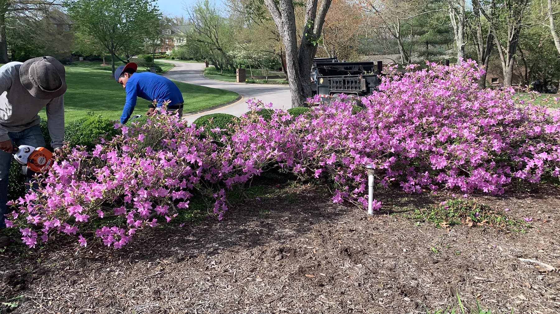 Crew performing spring landscape cleanup around azalea shrubs in Lexington, KY