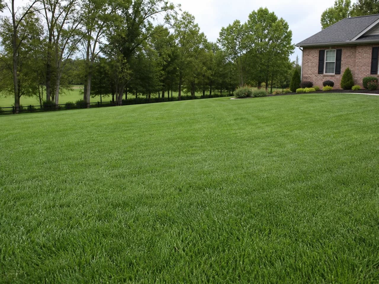 Finished fescue lawn beside a Central Kentucky home after sod installation