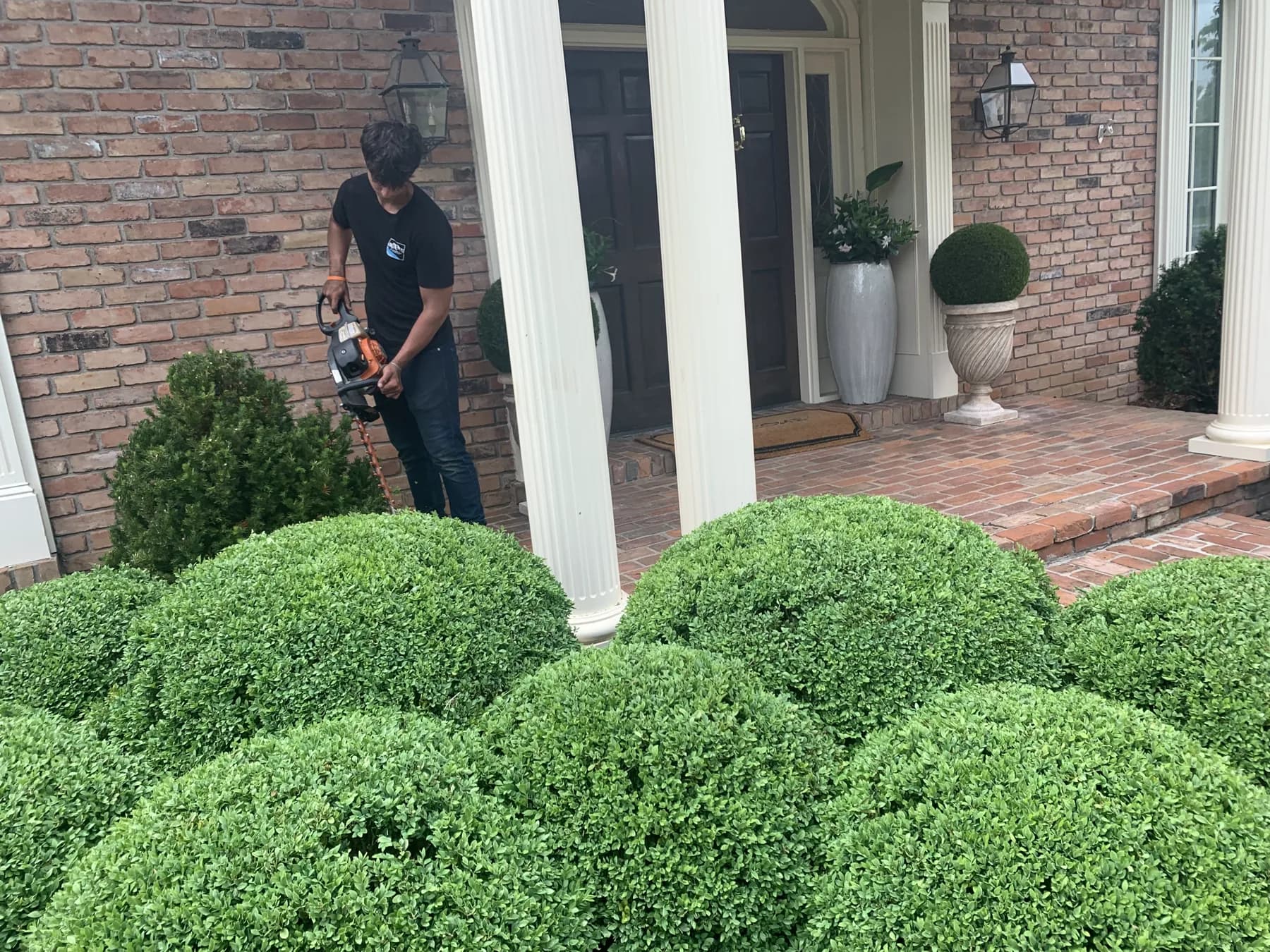 Boxwood shrubs trimmed at a residential front entry in Lexington, KY