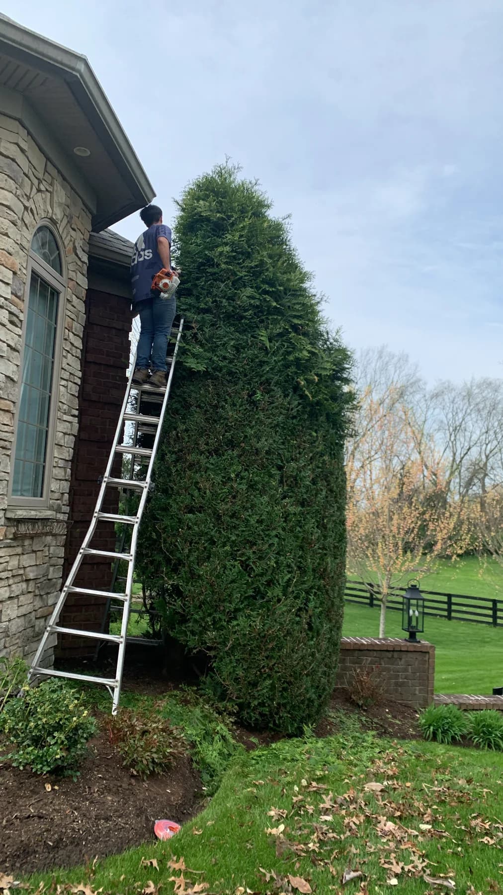 Evergreen shrubs trimmed and cleaned at a residential home in Lexington, KY