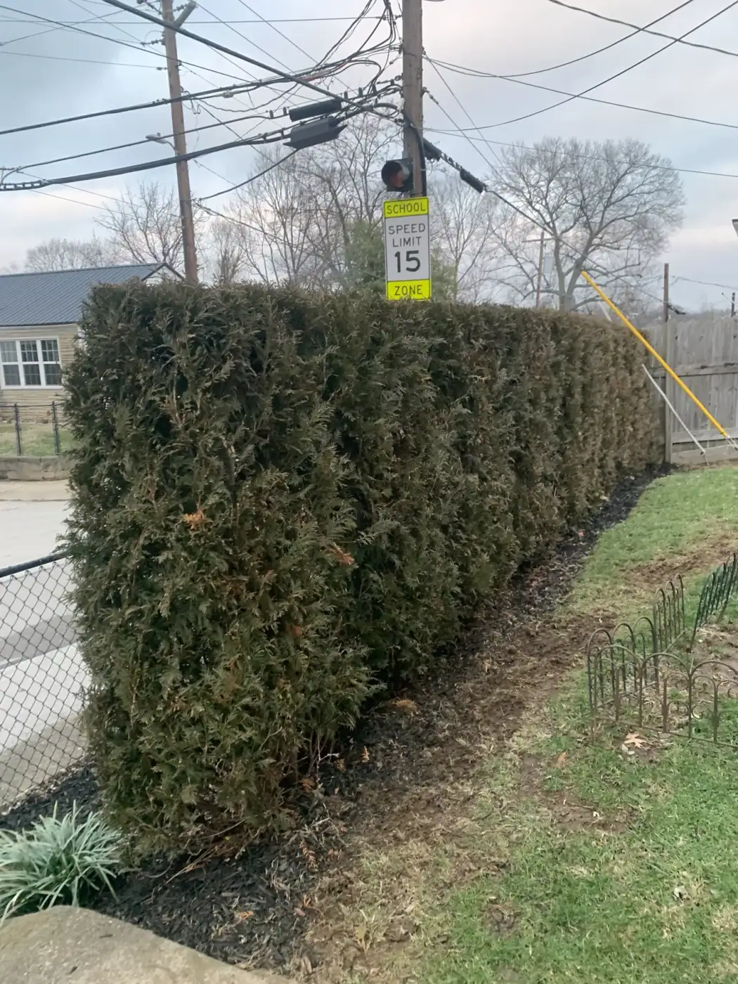 Long overgrown evergreen hedge after corrective trimming in Lexington, KY