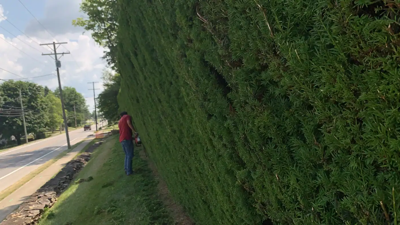 Crew member trimming a long roadside hedge in Lexington, KY