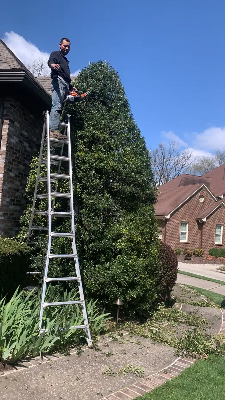 Crew member using a ladder and STIHL trimmer on a tall evergreen hedge