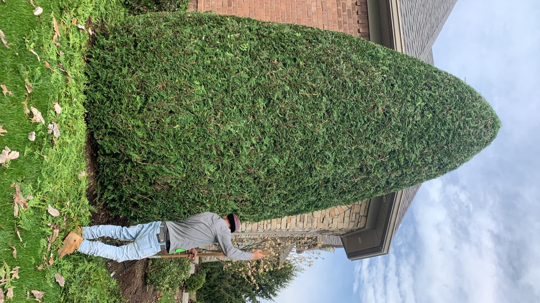 Crew member trimming a perfectly cone-shaped evergreen shrub at a residential Lexington property