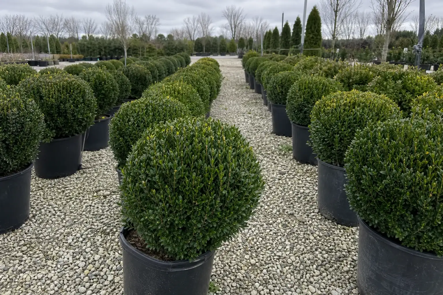 Rows of rounded boxwood shrubs available for landscape planting selection
