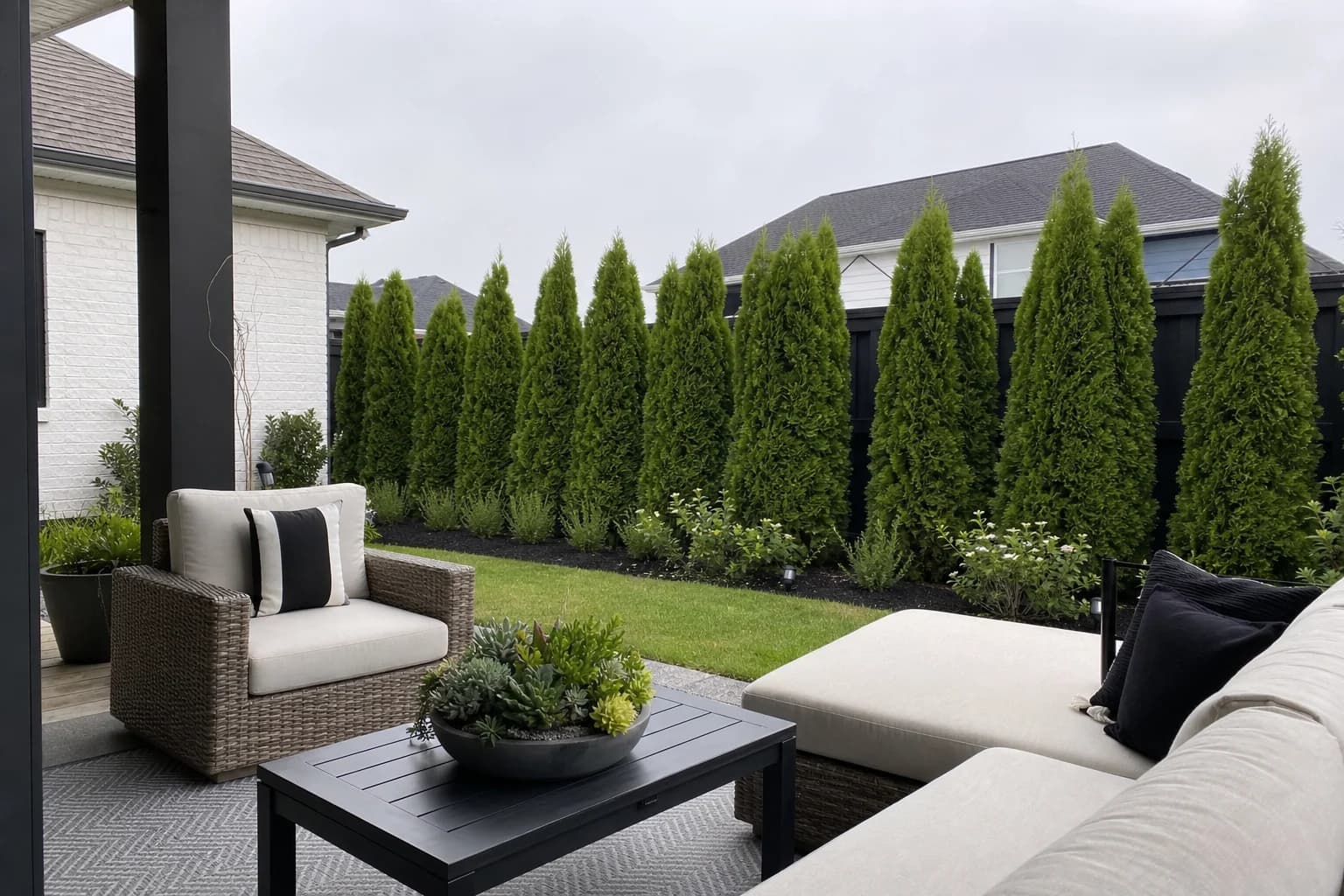 Mature row of evergreen privacy trees along a backyard patio and fence line