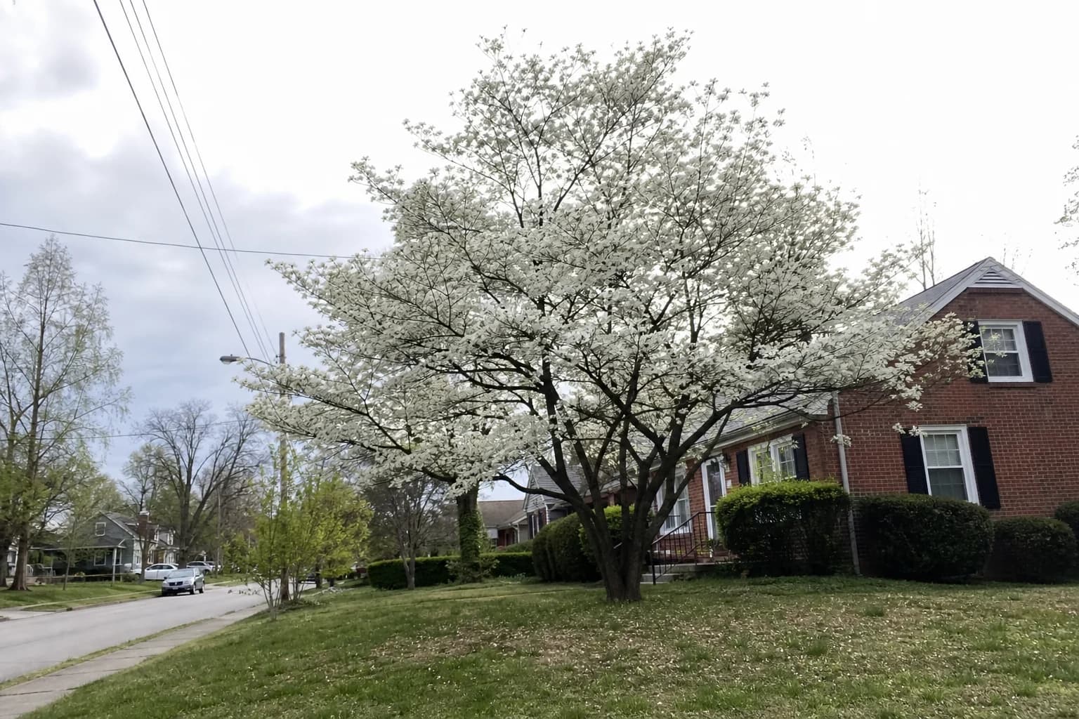 Mature flowering Dogwood tree in a residential Lexington front yard