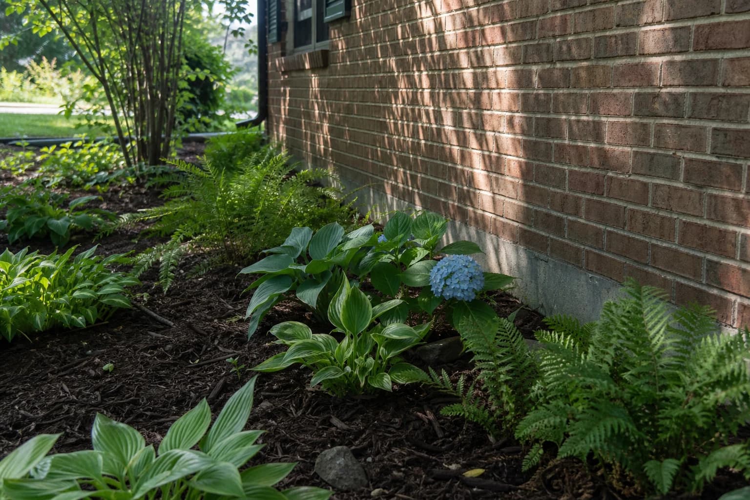 Residential foundation bed showing transition from shade to sun plantings