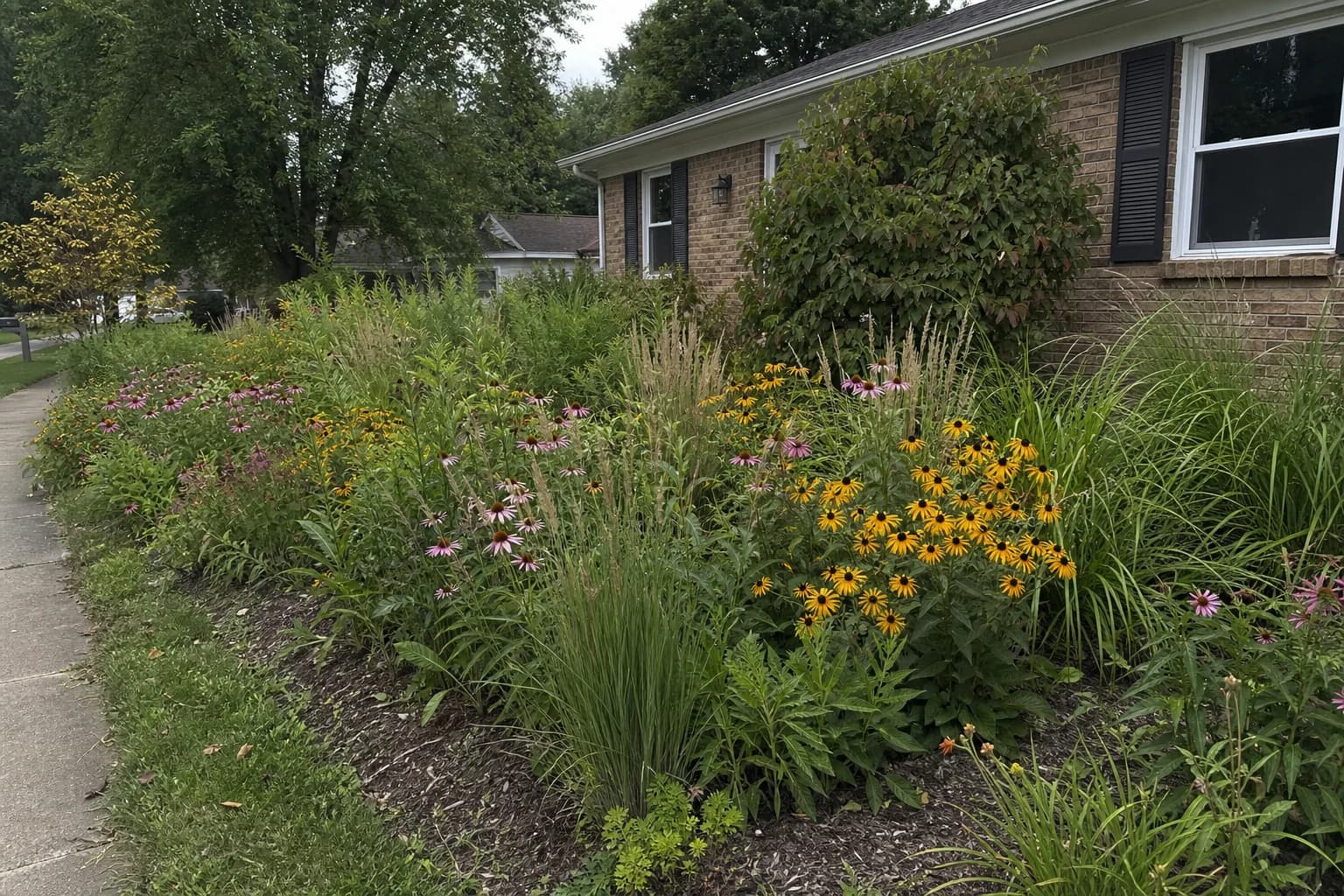 Front yard garden bed with native Kentucky perennials like Coneflowers