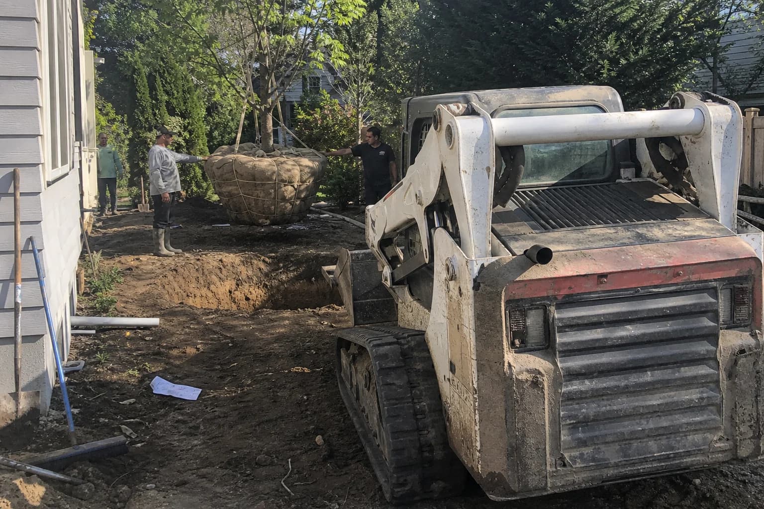 Landscaping crew using a compact loader to move a large tree for installation