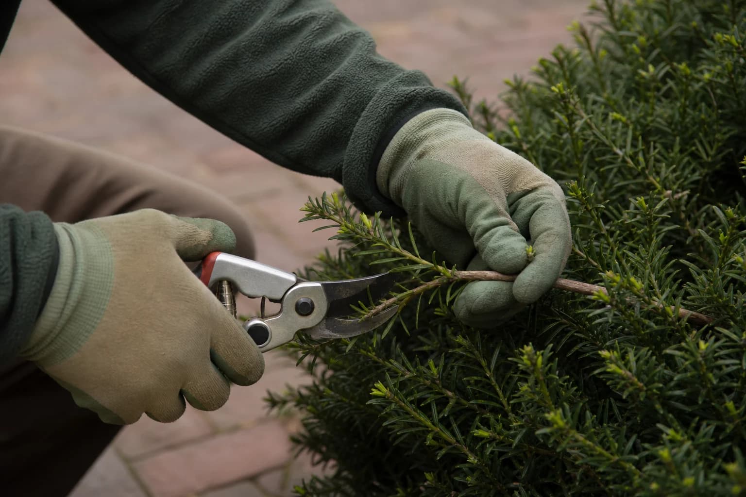 Close-up of correct hand pruning on a mature residential shrub