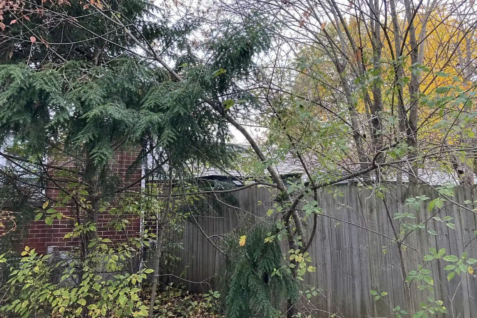 Mixed evergreens and deciduous shrubs in a residential Lexington yard before pruning