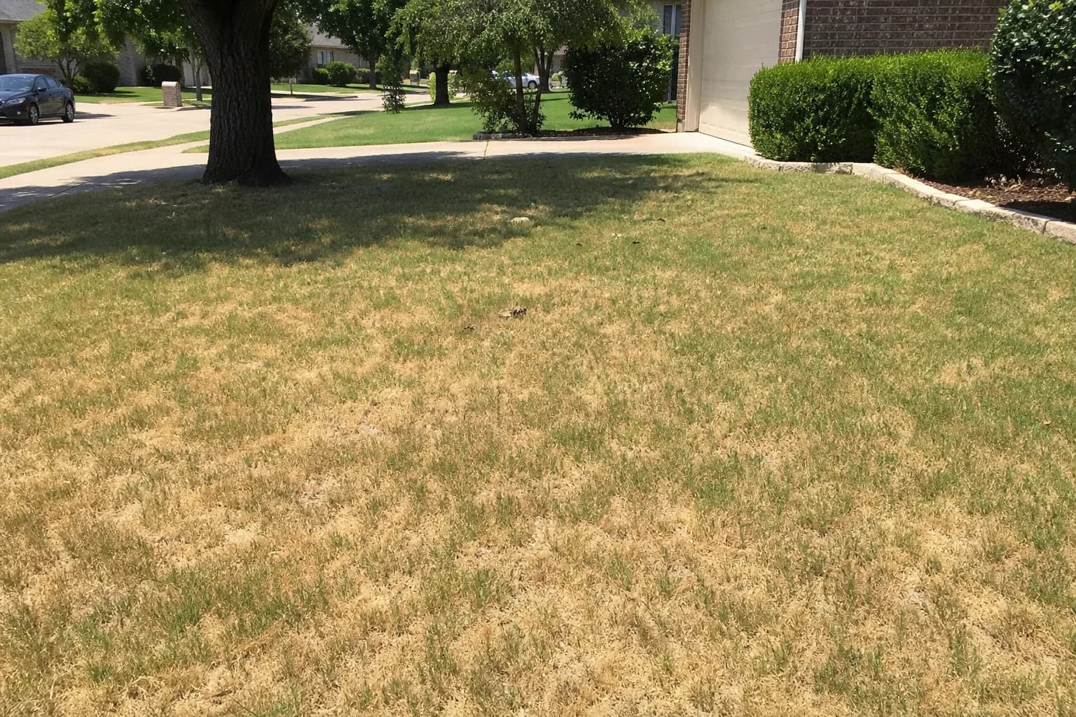 Summer landscape with yellowed grass representing a high-stress period to avoid pruning
