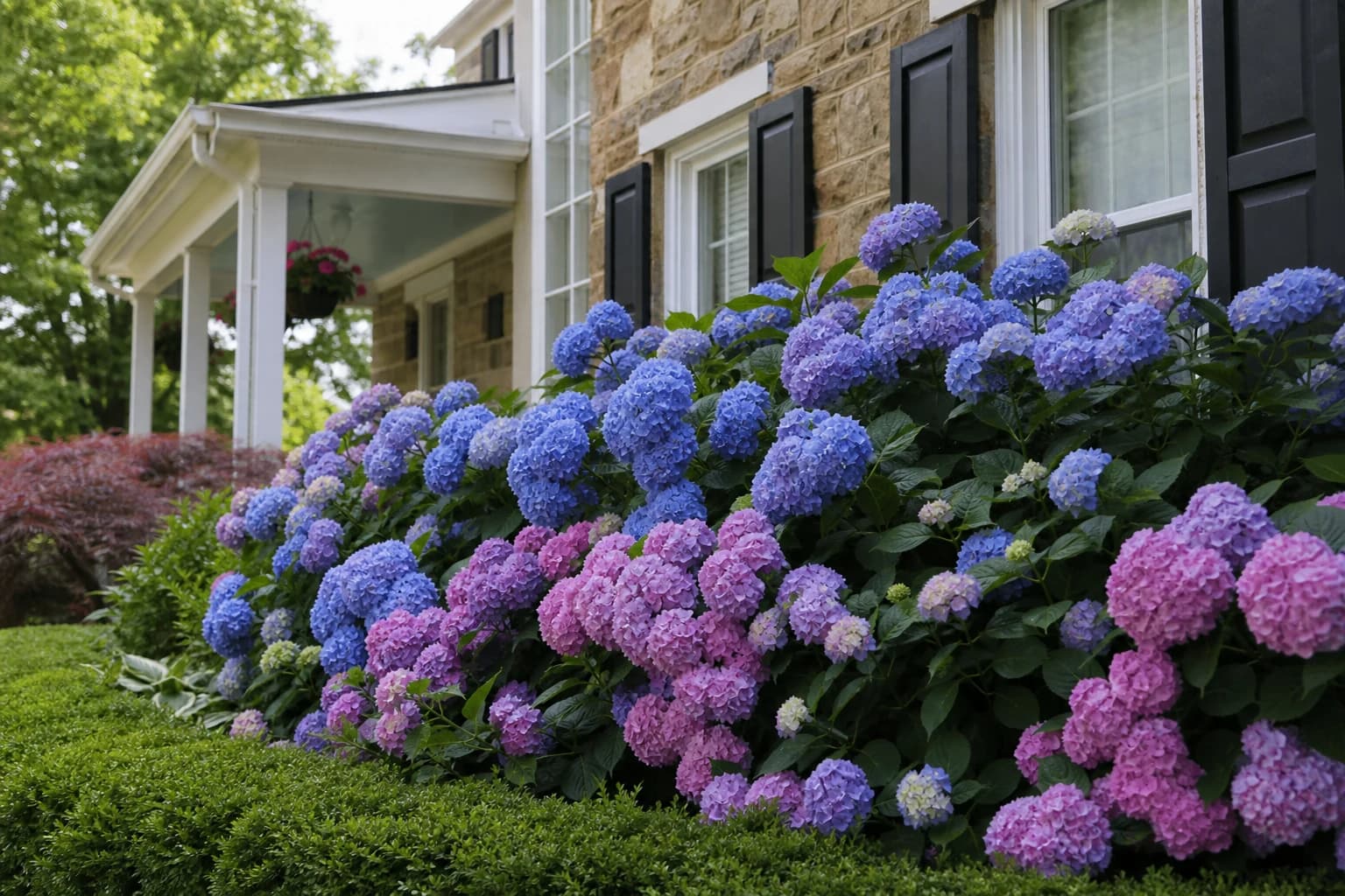 Blue and pink hydrangeas flowering in a foundation bed beside a home