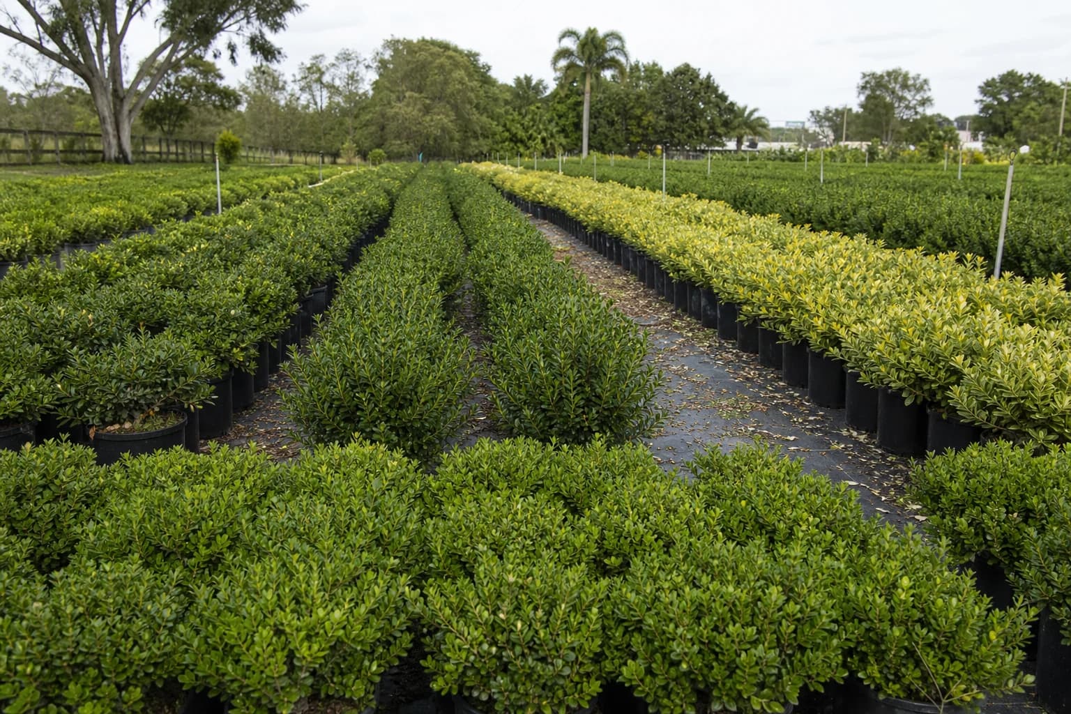 Rows of boxwood and evergreen shrubs growing at a plant nursery